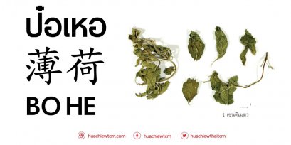 ป๋อเหอ (薄荷)  - ข้อมูลสมุนไพรจีน