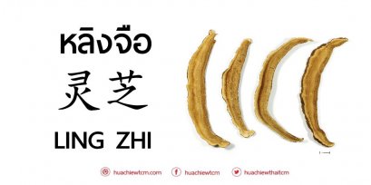 หลิงจือ 灵芝 ：ข้อมูลสมุนไพร