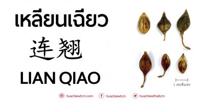 เหลียนเฉียว 连翘 - ข้อมูลสมุนไพรจีน