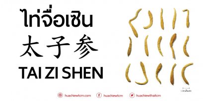  ไท่จื่อเซิน (太子参)  - ข้อมูลสมุนไพรจีน