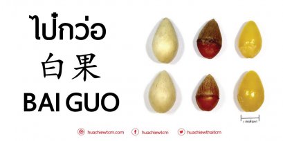 ไป๋กว่อ 白果 : ข้อมูลสมุนไพรจีน