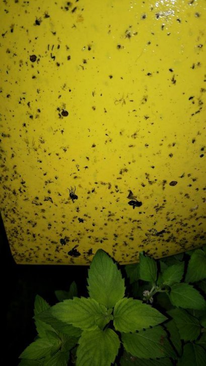 แผ่นกาวดักแมลง