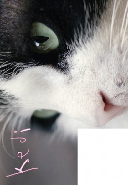 Kedi / เมืองแมว / documentary club