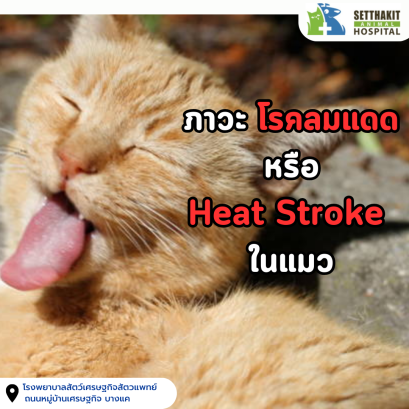 ภาวะลมแดด หรือ Heat Stroke ในแมว 