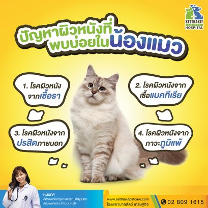 ผิวหนังแมว