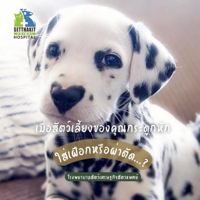 เมื่อสัตว์เลี้ยงขาหักเราจะผ่าตัดหรือใส่เฝือกดี - โรงพยาบาลสัตว์เศรษฐกิจสัตวแพทย์