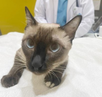 น้องจูเนียร์ พบประสาทตาหรือ จานประสาทตาข้างซ้าย มีการพัฒนาและการสร้างเส้นใยประสาทน้อยกว่าปกติ