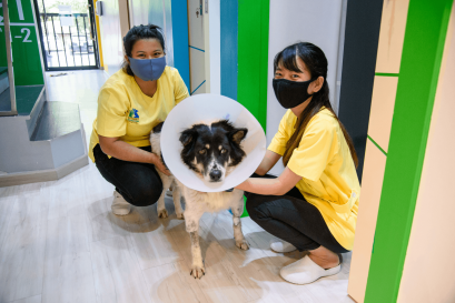 7 มาตรการกำจัดเห็บหมัดให้อยู่หมัด