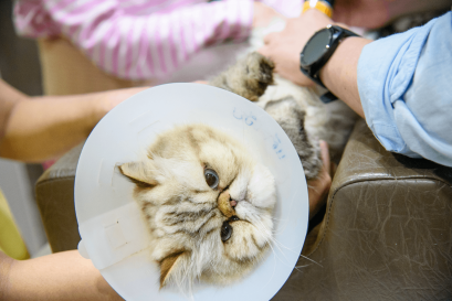 8 สัญญาณโรคไต !!! เมื่อมีอาการเหล่านี้ควรพาไปหาสัตวแพทย์ทันที