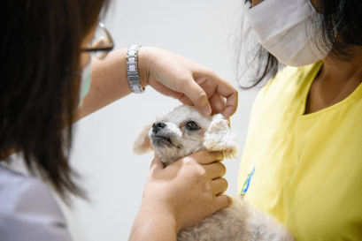 รู้หรือไม่ น้องหมาก็เป็นโรคอัลไซเมอร์ได้