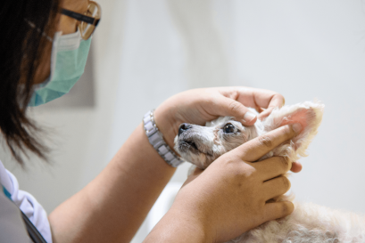 “โรคตาแห้ง” โรคยอดฮิตของน้องหมาตาโปน