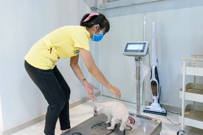 โรคอ้วนในสัตว์เลี้ยง