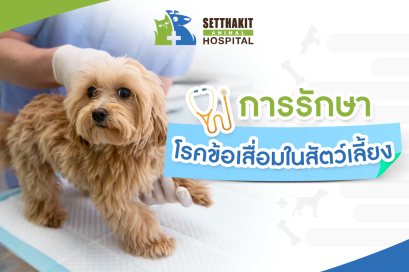 การรักษาโรคข้อเสื่อมในสัตว์เลี้ยง: ฟื้นฟูสุขภาพข้อต่อให้น้อง
