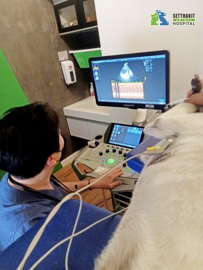 น้องลัคกี้ มาตรวจหัวใจเนื่องจากโรคลิ้นหัวใจเสื่อม