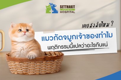 เคยสงสัยไหม แมวกัดจมูกเจ้าของทำไม? พฤติกรรมนี้แปลว่าอะไรกันแน่