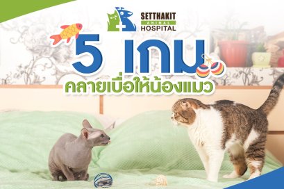 5 เกมคลายเบื่อให้น้องแมว Indoor ที่ช่วยให้สุขภาพดีและแฮปปี้กว่าเดิม