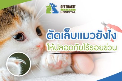 ตัดเล็บแมวยังไงไม่โดนข่วน? เคล็ดลับง่าย ๆ ที่พ่อแม่แมวควรรู้