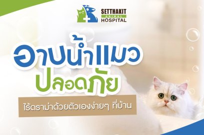 อาบน้ำแมวปลอดภัยไร้ดราม่าด้วยตัวเองง่ายๆ ที่บ้าน