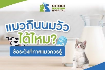 แมวกินนมวัวได้ไหม? ข้อระวังที่ทาสแมวควรรู้
