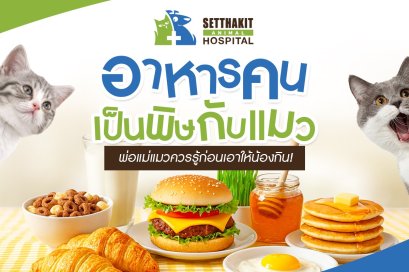 อาหารคนที่เป็นพิษกับแมว พ่อแม่แมวควรรู้ก่อนเอาให้น้องกิน