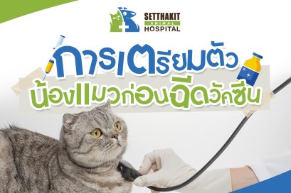 การเตรียมตัวน้องแมวก่อนฉีดวัคซีน