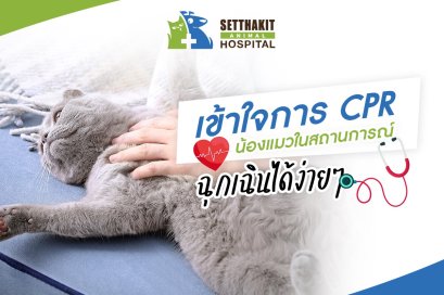 เข้าใจการ CPR น้องแมวในสถานการณ์ฉุกเฉิน ได้ง่ายๆ