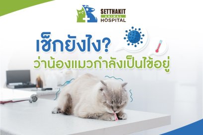 เช็กยังไง? ว่าน้องแมวกำลังเป็นไข้อยู่