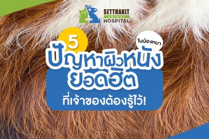 5 ปัญหาผิวหนังยอดฮิตในน้องหมา ที่เจ้าของต้องรู้ไว้!
