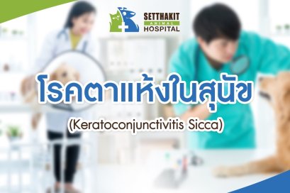 โรคตาแห้งในสุนัข (Keratoconjunctivitis Sicca)