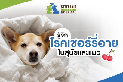รู้จัก โรคเชอร์รี่อาย ในสุนัขและแมว