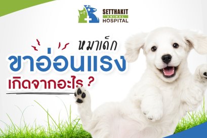 สาเหตุของขาอ่อนแรงในหมาเด็ก