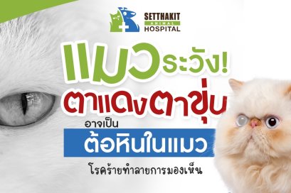 ตาบอดถาวร! โรคต้อหินในแมว ภัยเงียบที่เจ้าของต้องรู้ก่อนสายเกินไป