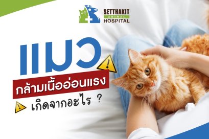 แมวกล้ามเนื้ออ่อนแรงเกิดจากอะไร?