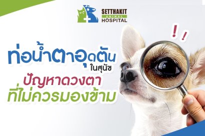 ท่อน้ำตาอุดตันในสุนัข: ปัญหาดวงตาที่ไม่ควรมองข้าม