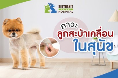 ภาวะลูกสะบ้าเคลื่อน (Patella Luxation) ในสุนัข