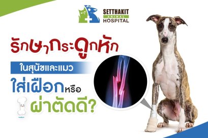 รักษากระดูกหักในสุนัขและแมว: ควรใส่เฝือกหรือผ่าตัดดี?