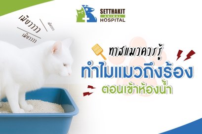 ทาสแมวควรรู้ ทำไมแมวเหมียวถึงร้องตอนน้องกำลังเข้าห้องน้ำ