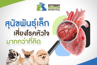 โรคหัวใจในหมากระเป๋า-ทำไมพันธุ์เล็กเสี่ยงกว่าที่คิด