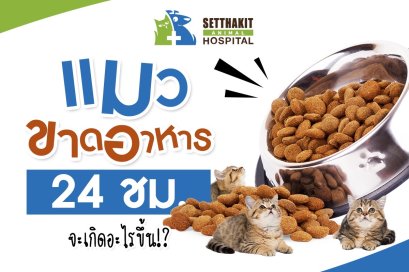 ถ้าแมวขาดอาหาร 24 ชม. จะเกิดอะไรขึ้น!?