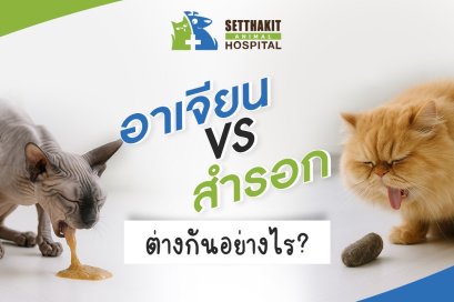 อาเจียน vs สำรอกในแมว ต่างกันยังไง? | วิธีสังเกตและดูแล