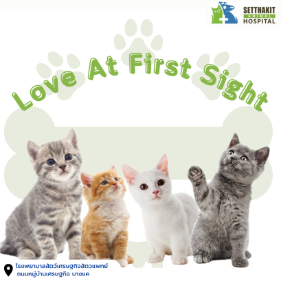 Love at First Sight : รักแรกพบต้องสุขภาพดี เพื่อแมวและคุณ