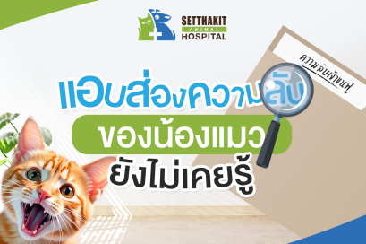 แอบส่องความลับของเจ้าเหมียวที่คุณยังไม่เคยรู้