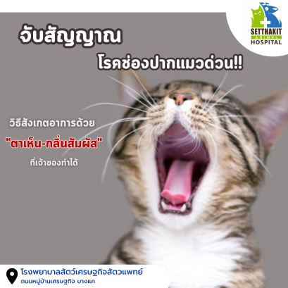 จับสัญญาณโรคช่องปากแมวด่วน! วิธีสังเกตอาการด้วย "ตาเห็น-กลิ่นสัมผัส" ที่เจ้าของทำได้