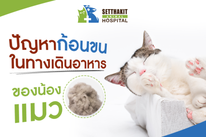 ปัญหาก้อนขนในทางเดินอาหารแมว: เรื่องใกล้ตัวที่เจ้าของควรรู้