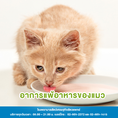 อาการแพ้อาหารของแมว