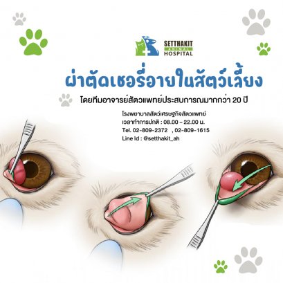 บริการผ่าตัดเชอรี่อายในสุนัข - โรงพยาบาลสัตว์เศรษฐกิจสัตวแพทย์