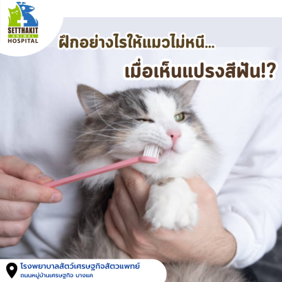 ฝึกอย่างไรให้แมวไม่หนี... เมื่อเห็นแปรงสีฟัน?