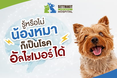 รู้หรือไม่? น้องหมาก็เป็นโรคอัลไซเมอร์ได้