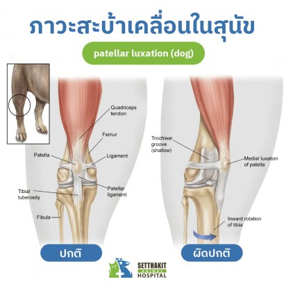 patellar luxation dog