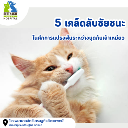 5 เคล็ดลับชัยชนะในศึกการแปรงฟันระหว่างนุดกับเจ้าเหมียว